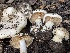  (Cortinarius albofragrans - FDS-CA-00348)  @11 [ ] by-nc (2023) Christian Schwarz Fungal Diversity Survey