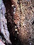  ( - FDS-CA-00507)  @11 [ ] by-nc (2023) Damon Tighe Fungal Diversity Survey
