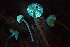  ( - FDS-CA-00507)  @11 [ ] by-nc (2023) Damon Tighe Fungal Diversity Survey
