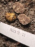  ( - FDS-CA-00508)  @11 [ ] by-nc (2023) Damon Tighe Fungal Diversity Survey