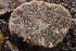  ( - FDS-CA-00508)  @11 [ ] by-nc (2023) Damon Tighe Fungal Diversity Survey