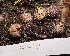  (Destuntzia - FDS-CA-00509)  @11 [ ] by-nc (2023) Damon Tighe Fungal Diversity Survey