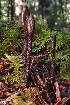  (Geoglossum sp. CA01 - FDS-CA-00510)  @11 [ ] by-nc (2023) Damon Tighe Fungal Diversity Survey