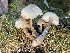  (Gliophorus sp. irrigatus-CA01 - FDS-CA-00512)  @11 [ ] by-nc (2023) Damon Tighe Fungal Diversity Survey