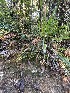 ( - FDS-CA-00512)  @11 [ ] by-nc (2023) Damon Tighe Fungal Diversity Survey