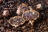  (Destuntzia - FDS-CA-00501)  @11 [ ] by-nc (2023) Damon Tighe Fungal Diversity Survey