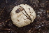  ( - FDS-CA-00503)  @11 [ ] by-nc (2023) Damon Tighe Fungal Diversity Survey