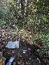  ( - FDS-CA-00503)  @11 [ ] by-nc (2023) Damon Tighe Fungal Diversity Survey