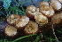  ( - FDS-CA-00521)  @11 [ ] by-nc (2023) Damon Tighe Fungal Diversity Survey