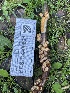  ( - FDS-CA-00521)  @11 [ ] by-nc (2023) Damon Tighe Fungal Diversity Survey