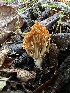  ( - HAY-F-006775)  @11 [ ] c (2023) Rudy Diaz Fungal Diversity Survey