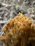  ( - HAY-F-006775)  @11 [ ] c (2023) Rudy Diaz Fungal Diversity Survey