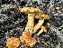  ( - HAY-F-006774)  @11 [ ] c (2023) Rudy Diaz Fungal Diversity Survey