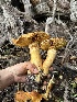  ( - HAY-F-006774)  @11 [ ] c (2023) Rudy Diaz Fungal Diversity Survey