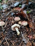  ( - FDS-CA-00309)  @11 [ ] by-nc (2023) Harte Singer Fungal Diversity Survey