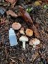  ( - FDS-CA-00309)  @11 [ ] by-nc (2023) Harte Singer Fungal Diversity Survey