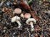  ( - FDS-CA-00309)  @11 [ ] by-nc (2023) Harte Singer Fungal Diversity Survey