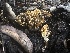  ( - HAY-F-006775)  @11 [ ] c (2023) Rudy Diaz Fungal Diversity Survey