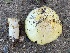  (Agaricus sp. RWK1978 - FDS-CA-04106)  @11 [ ] by-nc (2024) Christian Schwarz Fungal Diversity Survey