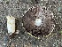  ( - FDS-CA-04106)  @11 [ ] by-nc (2024) Christian Schwarz Fungal Diversity Survey