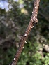  (Schizophyllum amplum - FDS-CA-04102)  @11 [ ] by-nc (2024) Christian Schwarz Fungal Diversity Survey