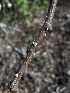  ( - FDS-CA-04102)  @11 [ ] by-nc (2024) Christian Schwarz Fungal Diversity Survey