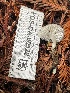  ( - FDS-CA-00522)  @11 [ ] by-nc (2024) Damon Tighe Fungal Diversity Survey