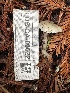  ( - FDS-CA-00522)  @11 [ ] by-nc (2024) Damon Tighe Fungal Diversity Survey