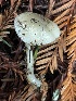  ( - FDS-CA-00522)  @11 [ ] by-nc (2024) Damon Tighe Fungal Diversity Survey