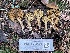  ( - FDS-CA-00524)  @11 [ ] by-nc (2024) Damon Tighe Fungal Diversity Survey