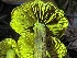  ( - FDS-CA-00524)  @11 [ ] by-nc (2024) Damon Tighe Fungal Diversity Survey