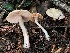  ( - FDS-CA-00526)  @11 [ ] by-nc (2024) Damon Tighe Fungal Diversity Survey