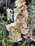  ( - FDS-CA-00530)  @11 [ ] by-nc (2024) Damon Tighe Fungal Diversity Survey
