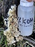  ( - FDS-CA-00530)  @11 [ ] by-nc (2024) Damon Tighe Fungal Diversity Survey