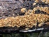  ( - FDS-CA-00533)  @11 [ ] by-nc (2024) Damon Tighe Fungal Diversity Survey