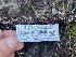  ( - FDS-CA-00540)  @11 [ ] by-nc (2024) Damon Tighe Fungal Diversity Survey