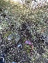 ( - FDS-CA-00540)  @11 [ ] by-nc (2024) Damon Tighe Fungal Diversity Survey