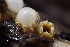  ( - FDS-CA-00540)  @11 [ ] by-nc (2024) Damon Tighe Fungal Diversity Survey