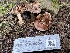  ( - FDS-CA-00541)  @11 [ ] by-nc (2024) Damon Tighe Fungal Diversity Survey