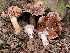  (Hebeloma harperi - FDS-CA-00541)  @11 [ ] by-nc (2024) Damon Tighe Fungal Diversity Survey