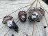  ( - FDS-CA-04113)  @11 [ ] by-nc (2024) Christian Schwarz Fungal Diversity Survey