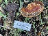 ( - FDS-CA-00543)  @11 [ ] by-nc (2024) Damon Tighe Fungal Diversity Survey
