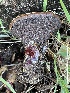  ( - FDS-CA-00543)  @11 [ ] by-nc (2024) Damon Tighe Fungal Diversity Survey