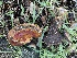  ( - FDS-CA-00543)  @11 [ ] by-nc (2024) Damon Tighe Fungal Diversity Survey