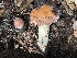  (Hebeloma cohaerens - FDS-CA-00549)  @11 [ ] by-nc (2024) Damon Tighe Fungal Diversity Survey