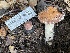  ( - FDS-CA-00549)  @11 [ ] by-nc (2024) Damon Tighe Fungal Diversity Survey