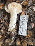  ( - FDS-CA-00549)  @11 [ ] by-nc (2024) Damon Tighe Fungal Diversity Survey