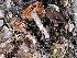  ( - FDS-CA-00550)  @11 [ ] by-nc (2024) Damon Tighe Fungal Diversity Survey