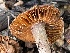  ( - FDS-CA-00550)  @11 [ ] by-nc (2024) Damon Tighe Fungal Diversity Survey