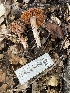  ( - FDS-CA-00550)  @11 [ ] by-nc (2024) Damon Tighe Fungal Diversity Survey